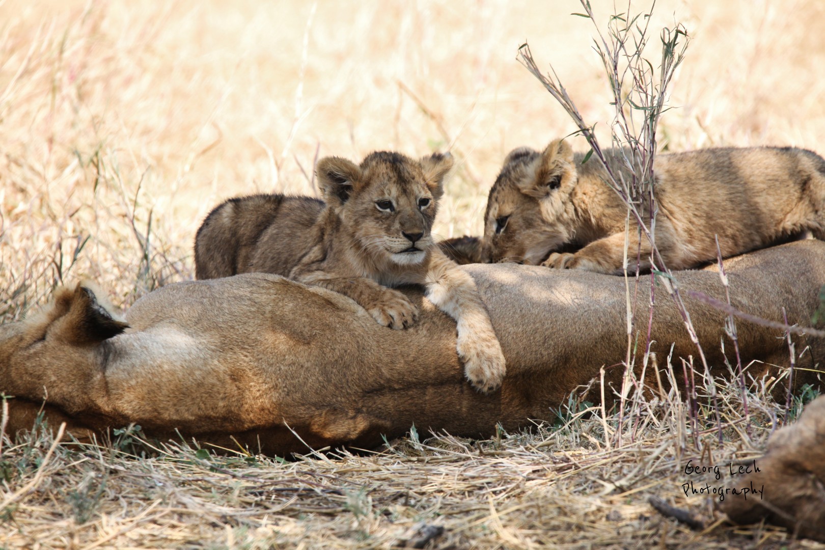 Wildlife safari in Tanzania