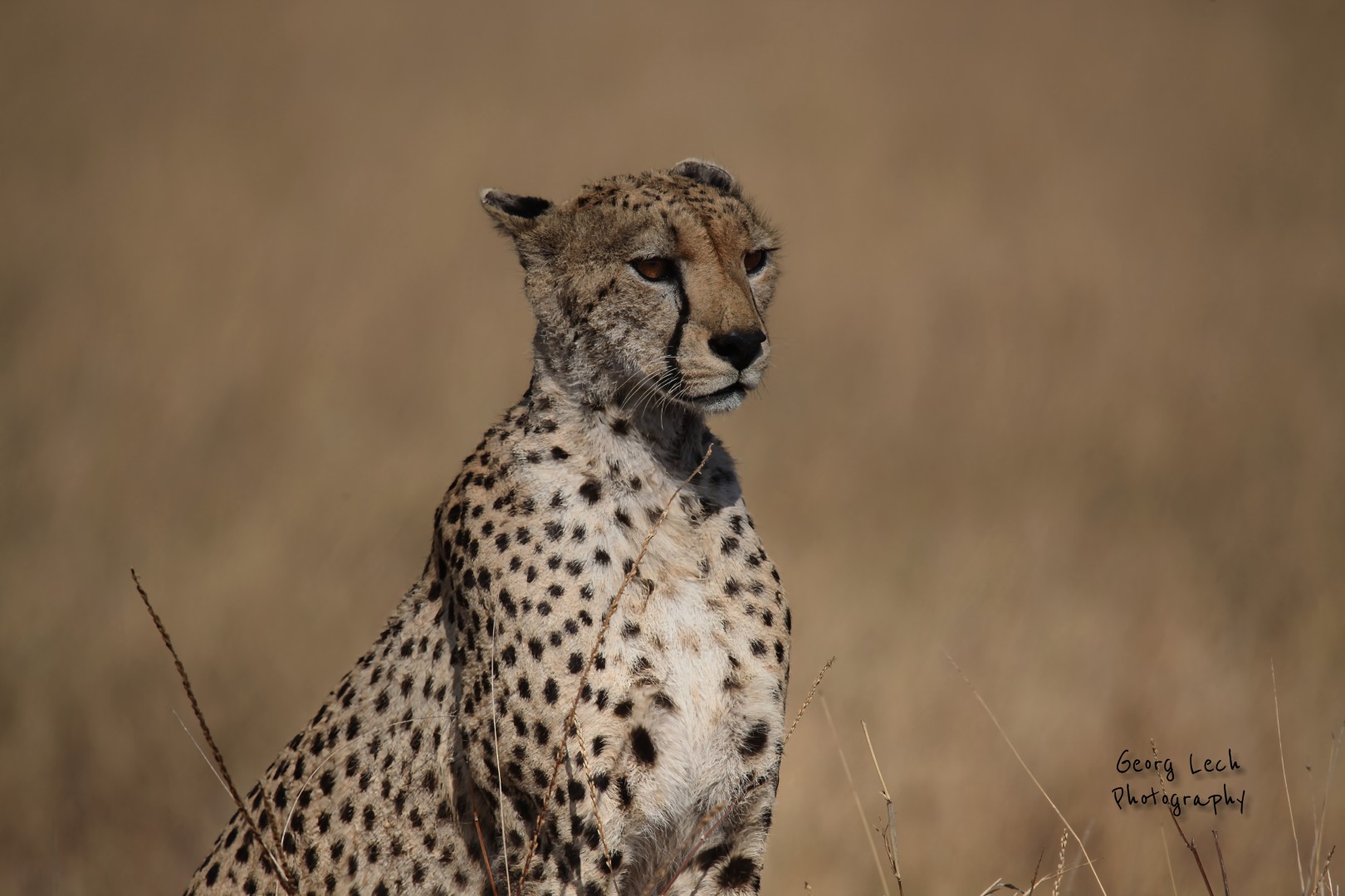 Discover Tanzania with Afrigifftours
