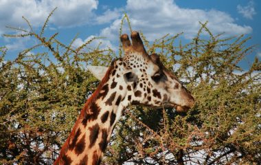 Afrigifftours gallery (25)